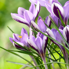 Branduse - Crocus - Picwick Bicolore – Pachet 5 Bulbi