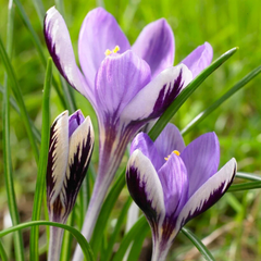 Branduse - Crocus - Picwick Bicolore – Pachet 5 Bulbi