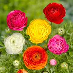 Bulbi de Ranunculus Mixt - Pachet 10 Bulbi, Aqua Flowers