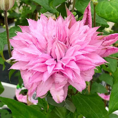 Clematis - Multi Pink - Ghiveci - înălțime la livrare-50-70 cm