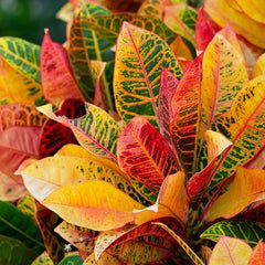 Codiaeum Excellent - Ghiveci - Aqua Flowers