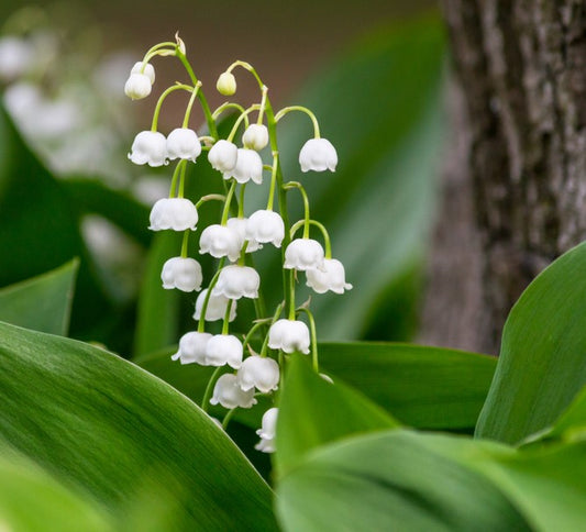 Bulbi Lacramioare Albe - Convallaria majalis - Pachet 5 Bulb