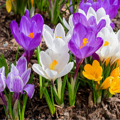 Brândușe Mix – Crocus - Pachet 30 Bulbi (fără șofran)