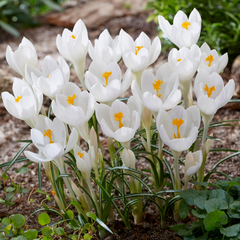 Branduse - Crocus - Albe Jeanne D'Arc – Pachet 5 Bulbi