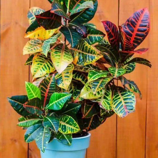 Codiaeum Excellent - Ghiveci - Aqua Flowers