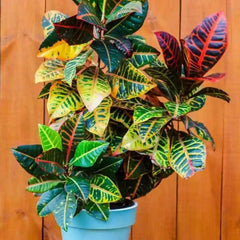 Codiaeum Excellent - Ghiveci - Aqua Flowers