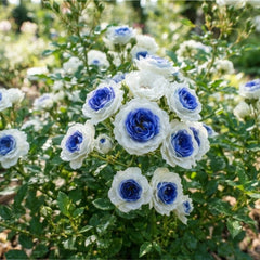 Trandafir Mini Tufa-Crystal Blue-radacina ambalata-anul 2