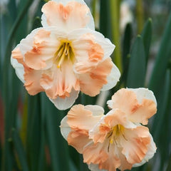 Bulbi de Narcise Cum Laude - Pachet 3 Bulbi, Aqua Flowers
