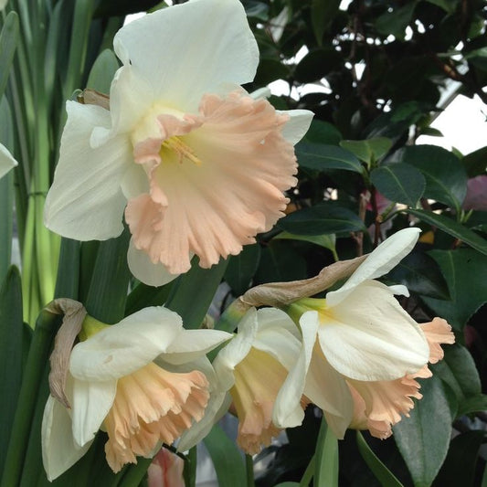 Bulbi Narcise Palmares - Pachet 3 Bulbi - Aqua Flowers