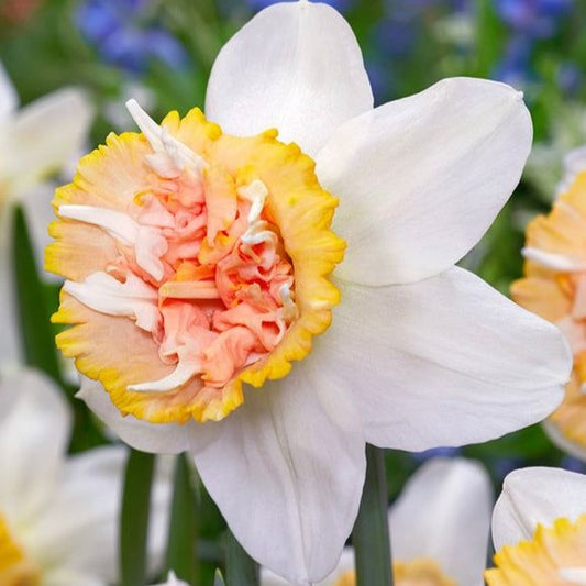Bulbi Narcise Petit Four - Pachet 3 Bulbi - Aqua Flowers