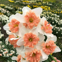 Bulbi de Narcise Duble Pink Wonder - Pachet 3 Bulbi, Aqua Flowers