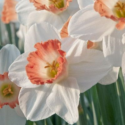 Bulbi Narcise Pink Wonder - Pachet 3 Bulbi - Aqua Flowers