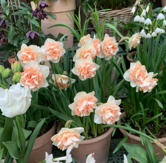 Bulbi Narcise Replete - Pachet 3 Bulbi - Aqua Flowers