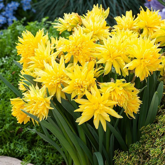 Bulbi Narcise Rip van Winkle - Pachet 3 Bulbi - Aqua Flowers