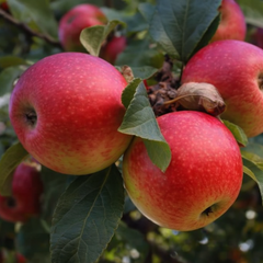 Mar Jonathan - Radacina Ambalata - Aqua Flowers