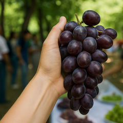 Vita de Vie - Jupiter Seedless ( Fără sâmburi )- Ghiveci 2L