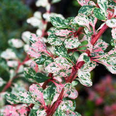 Berberis Natazsa - Ghiveci 2L