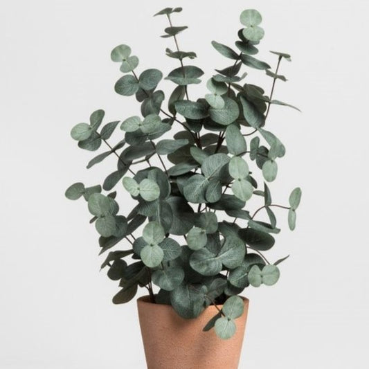 Plante de gradina - Eucalipt Gunii Azura - Ghiveci - Aqua Flowers