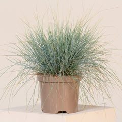 Planta decorativa - Festuca glauca 'Compacta Blue' - Ghiveci - Marime la livrare 3-40cm - Aqua Flowers
