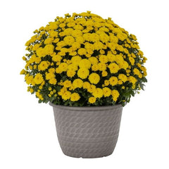 Crizanteme Galbene - Ghiveci - Aqua Flowers