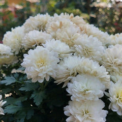 Crizanteme Albe - Ghiveci - Aqua Flowers