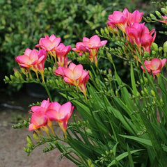 Frezia Double Pink 10 bulbi - Aqua Flowers