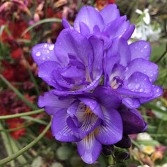 Frezia Double Purple 10 bulbi - Aqua Flowers