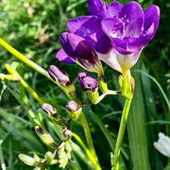Frezia Double Purple 10 bulbi - Aqua Flowers