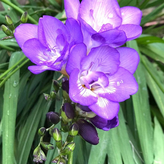Frezia Double Purple 10 bulbi - Aqua Flowers