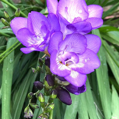 Frezia Double Purple 10 bulbi - Aqua Flowers