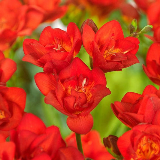 Frezia Double Red 10 bulbi - Aqua Flowers