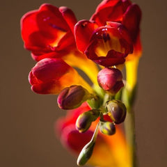 Frezia Double Red 10 bulbi - Aqua Flowers