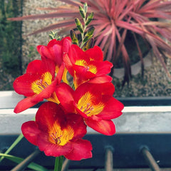 Frezia Double Red 10 bulbi - Aqua Flowers