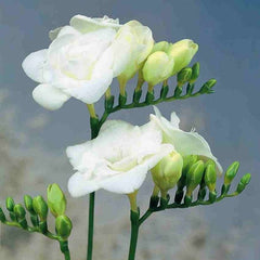 Frezia Double White 10 bulbi - Aqua Flowers