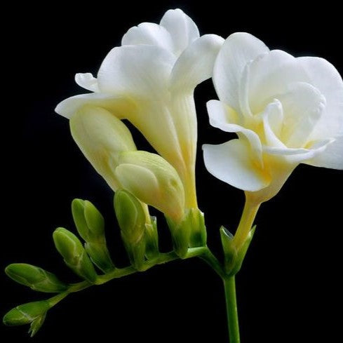 Frezia Double White 10 bulbi - Aqua Flowers