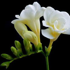 Frezia Double White 10 bulbi - Aqua Flowers