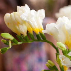 Frezia Double White 10 bulbi - Aqua Flowers