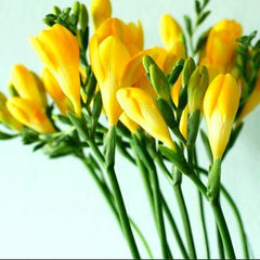 Frezia Double Yellow 10 bulbi - Aqua Flowers