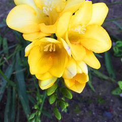Frezia Double Yellow 10 bulbi - Aqua Flowers