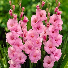 Bulbi Gladiole - American Beauty - Pachet 3 Bulbi