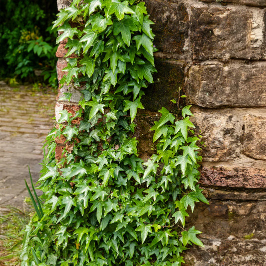 Iedera Ramificata Hedera Sagittifolia - Ghiveci P12