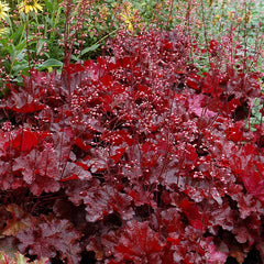 Heucera Forever Red - Ghiveci 3L - H 20-30 cm