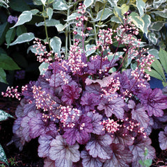 Heucera Mulberry - Ghiveci 3L - H 20-30 cm