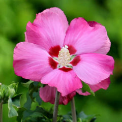 Hibiscus Pomisor roz - Ghiveci 3L - H 90-110 CM