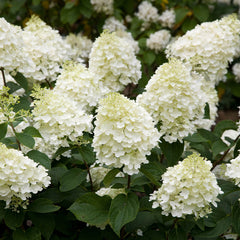 Hortensia Paniculata - Fraise Melba - Ghiveci