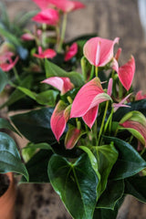 Anthurium Sweet Pink - Ghiveci - Aqua Flowers