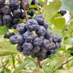 Aronia Melanocarpa Viking - Ghiveci - Anul 2 inaltime la livrare 30 - 40 cm