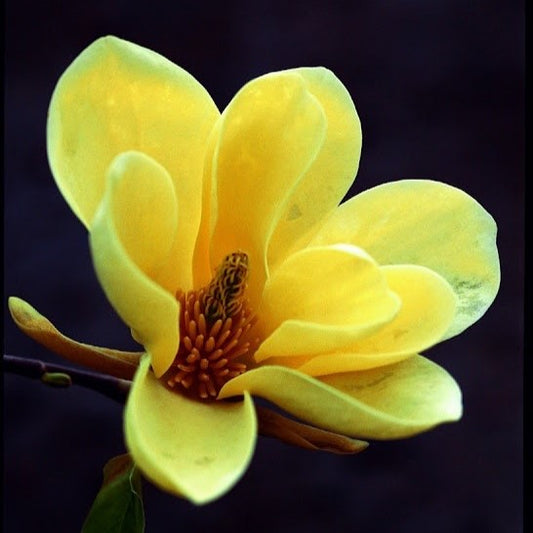 Magnolia galbena Yellow River - Ghiveci 3L - Marime la livrare 80-100 cm