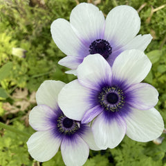 Bulbi Anemone Bicolor Blueberry - Pachet 10 Bulbi