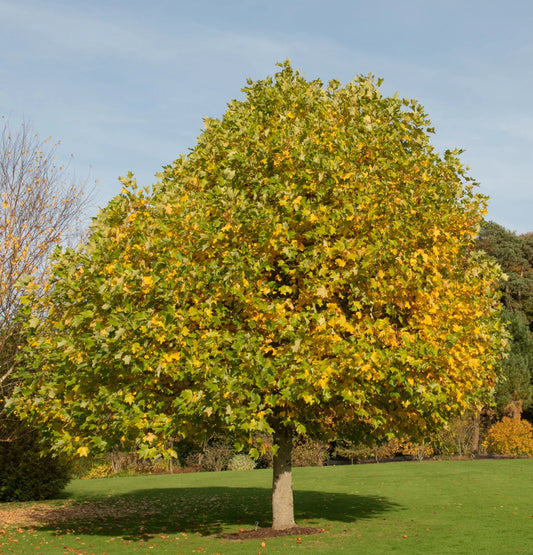 Arbore de lalea - Liriodendron Tulipifera - Ghiveci 3L - H 110 - 130 cm